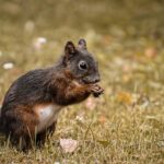 **Zapomniane Przepisy Babci Erny: Odkrywamy Saksońskie Przysmaki Ziemniaczane, które Uratują Twój Budżet i Podbiją Serce**