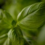 Pokrzywowy Detoks po Polsku: Od PRL-owskich Eliksirów Mocy do Bio-Hackingu 2.0