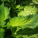 Kefir Wodny: Od Zapomnianego Eliksiru do Króla Domowych Bąbelków – Historia, Haki i Przyszłość Fermentacji