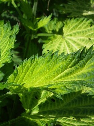 Pokrzywa i Mniszek: Od Chwastów do Cudownego Lekarstwa na Wiosenne Przesilenie - Odkrywamy Zapomniane Receptury i Nowoczesne Zastosowania - 13 2025