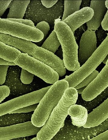 ** Analiza porównawcza: Mikroskopia świetlna vs. mikroskopia elektronowa w identyfikacji śladów biologicznych na nożach myśliwskich - 25 2025