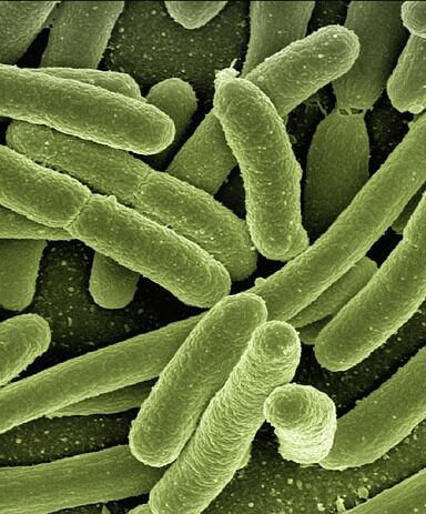 ** Analiza porównawcza: Mikroskopia świetlna vs. mikroskopia elektronowa w identyfikacji śladów biologicznych na nożach myśliwskich - 5 2025