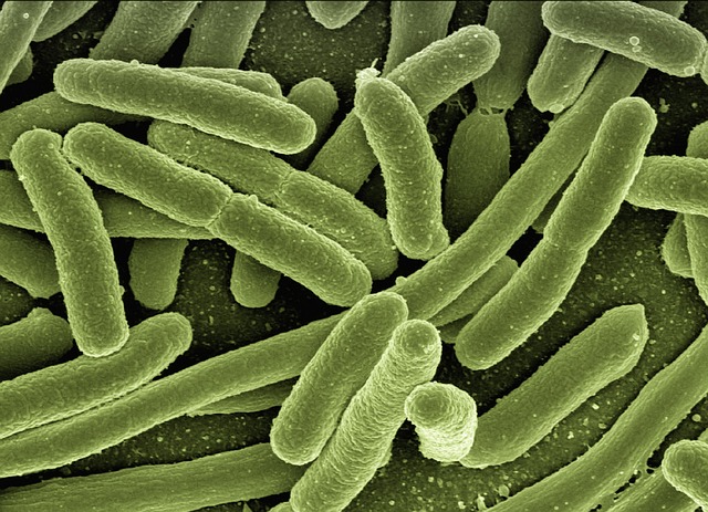 ** Analiza porównawcza: Mikroskopia świetlna vs. mikroskopia elektronowa w identyfikacji śladów biologicznych na nożach myśliwskich - 1 2025