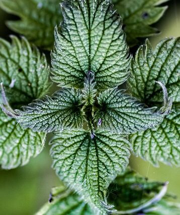 **Wiosenne pesto z pokrzywy bez goryczy: Sekrety blanszowania i łączenia smaków dla początkujących zbieraczy** - 11 2025