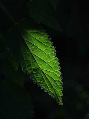 Pokrzywowy Detoks po Polsku: Od PRL-owskich Eliksirów Mocy do Bio-Hackingu 2.0 - 11 2025