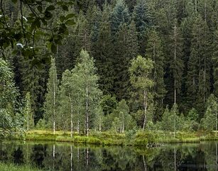 **Sekretna fermentacja wiśni w Schwarzwaldzie: Jak stworzyć idealny Kirschwasser do Schwarzwaldzkiego Tortu bez przypalonego smaku?** - 13 2025