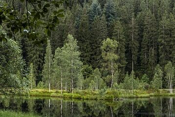 **Sekretna fermentacja wiśni w Schwarzwaldzie: Jak stworzyć idealny Kirschwasser do Schwarzwaldzkiego Tortu bez przypalonego smaku?** - 21 2025