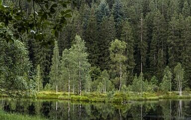 **Sekretna fermentacja wiśni w Schwarzwaldzie: Jak stworzyć idealny Kirschwasser do Schwarzwaldzkiego Tortu bez przypalonego smaku?** - 3 2025