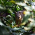 Zapomniany Blask Sauerlandu: Jak tradycyjne piekarnictwo z regionu walczy o przetrwanie w cieniu dyskontów i globalnych trendów.