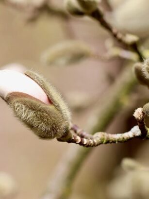** Jak zrobić Shrub krok po kroku: Przewodnik dla początkujących po fermentacji owocowych resztek - 7 2025
