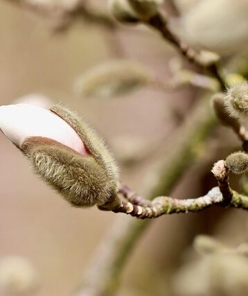 ** Jak zrobić Shrub krok po kroku: Przewodnik dla początkujących po fermentacji owocowych resztek - 29 2025