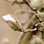 ** Shrub a inne metody konserwacji owoców: Dżemy, konfitury, kompoty – Która metoda jest najbardziej zero waste i dlaczego?