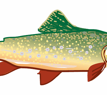 **Krok po kroku: Idealny wywar do gotowania pstrąga "na niebiesko" - przepis i wskazówki.** - 27 2025