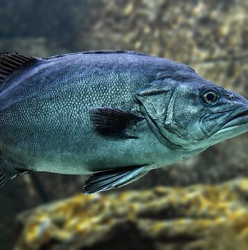 **"Zapomniane skarby kuchni frankońskiej: Jak odtworzyć tradycyjne przepisy 'Blaue Zipfel' bez świeżego karpia?"** - 27 2025