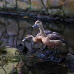 Sekret Chrupiącej Skórki: Żeliwo jako alchemik pieczywa – od kuchenki gazowej po piekarnik parowy